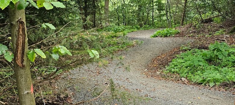 Weg im Wald - Link öffnet seitenüberlagerndes Dialog-Fenster