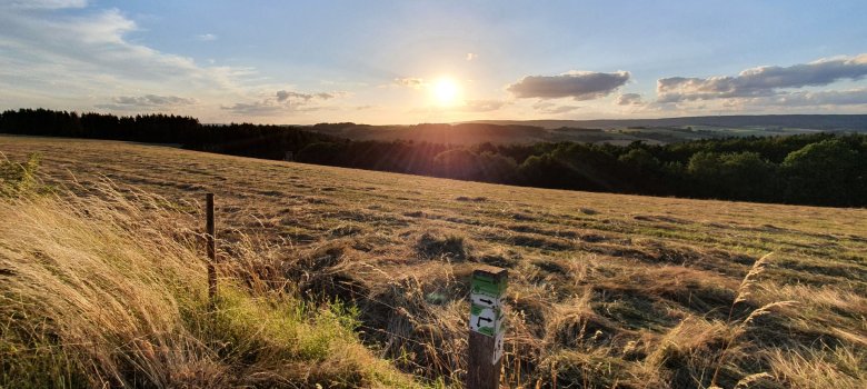 Heuwiese im Mehlental bei Sonnenaufgang