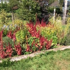 Der Garten in der Abbildung wirkt lebhaft und bunt. In der Mitte dominieren hohe, rote Pflanzen, möglicherweise eine Sorte von Mangold oder einer ähnlichen Pflanze. Um diese zentralen Pflanzen herum sind zahlreiche gelbe Blumen und grüne Kräuter zu sehen, die dem Garten ein üppiges und abwechslungsreiches Aussehen verleihen. Die umgebende Vegetation wirkt gepflegt, und der gesamte Garten strahlt eine natürliche, einladende Atmosphäre aus.